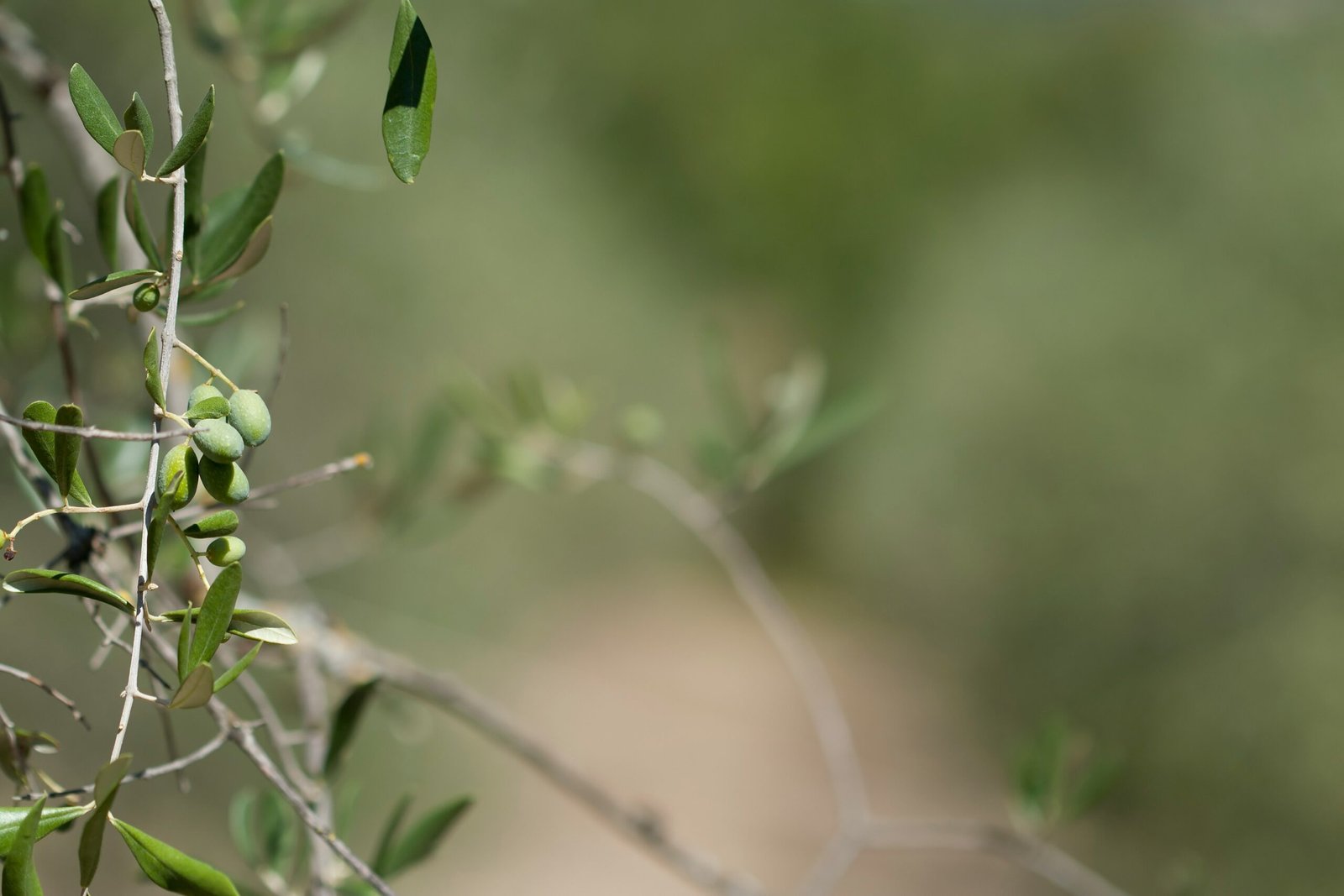 A close up of a tree branch with green leaves