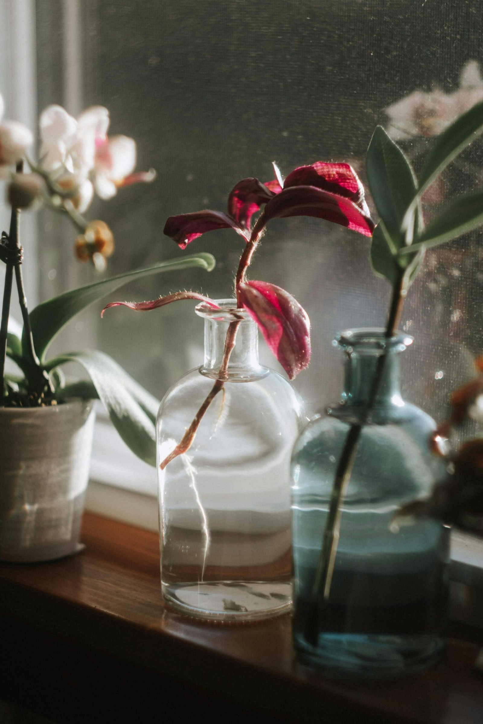 red roses in clear glass vase