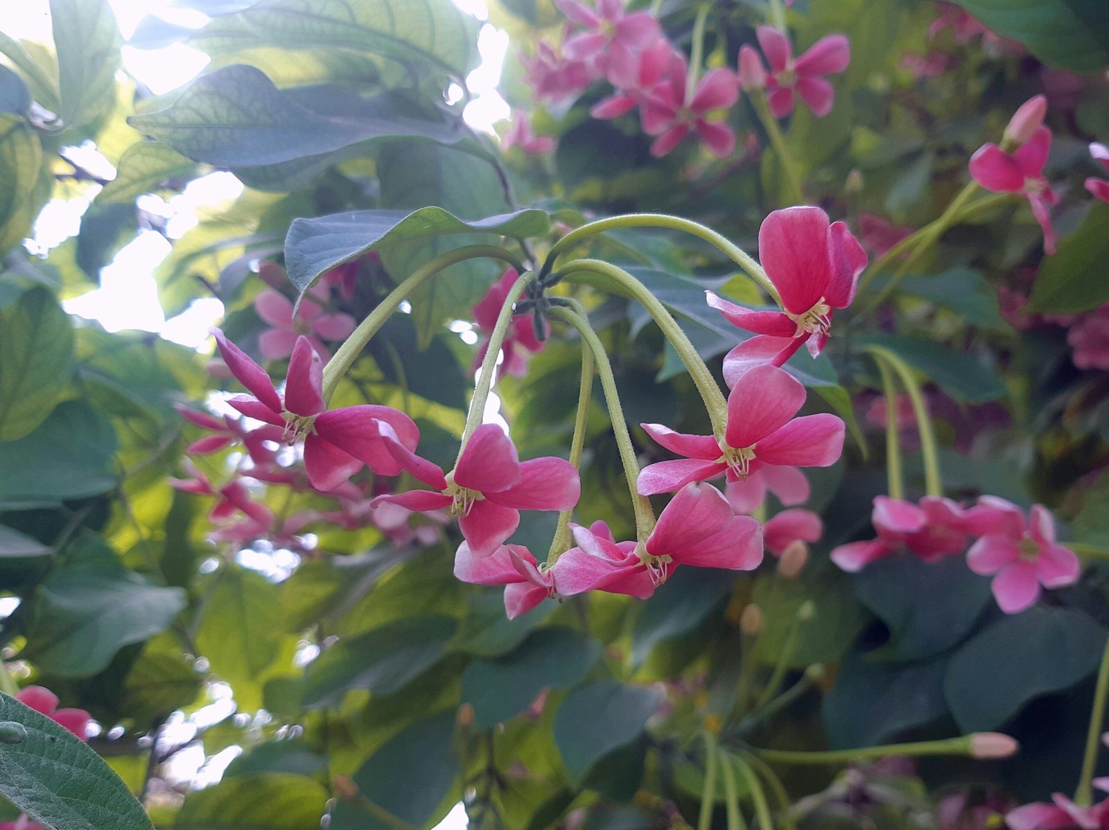 a bunch of pink flowers growing on a tree