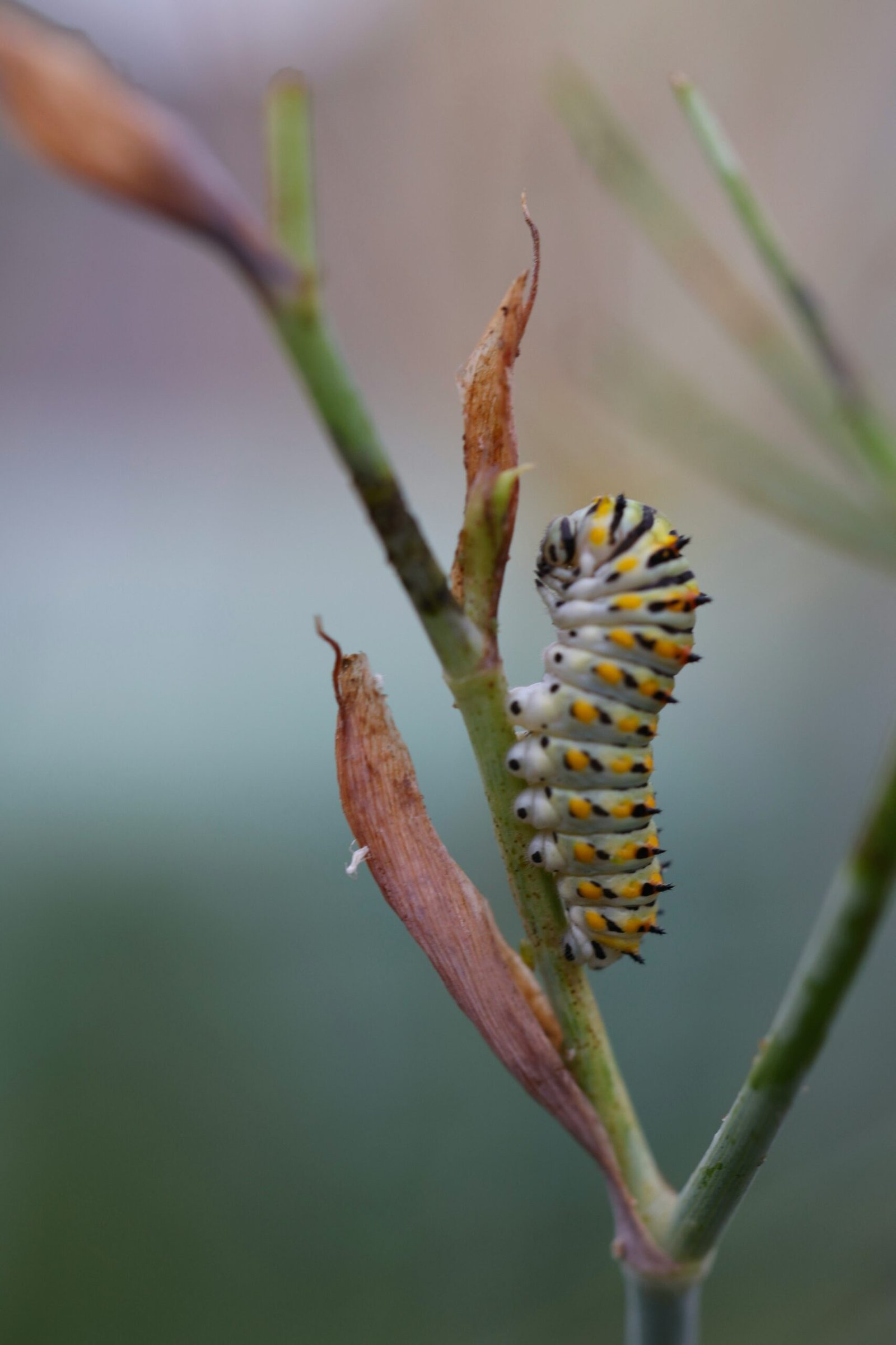 A close up of a plant with a caterpillar on it