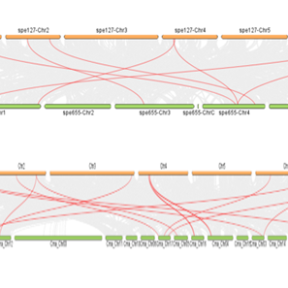 Gene Structure: Understanding Intron-Exon Organization