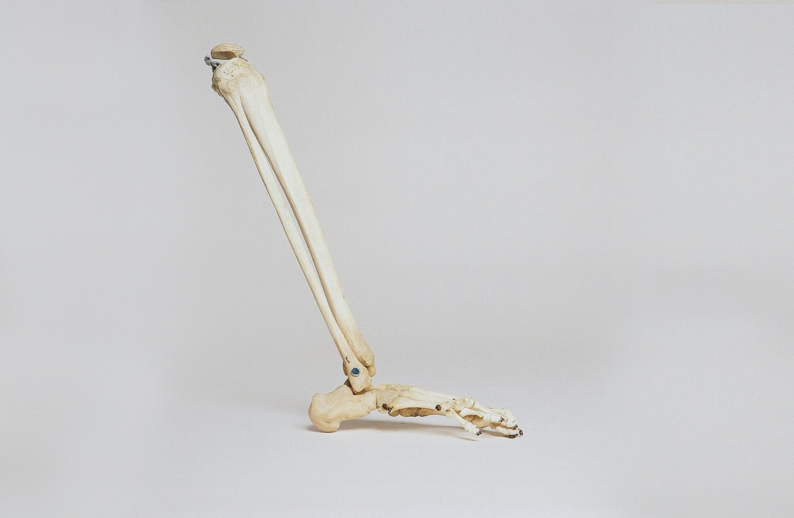 human leg skeleton