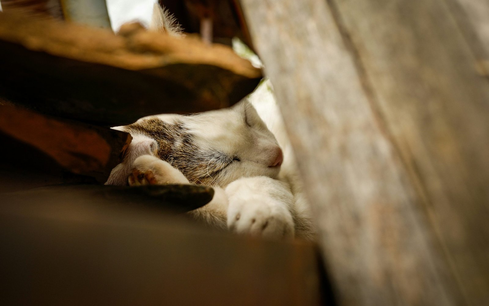 a white and gray cat laying on top of a wooden bench